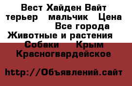 Вест Хайден Вайт терьер - мальчик › Цена ­ 35 000 - Все города Животные и растения » Собаки   . Крым,Красногвардейское